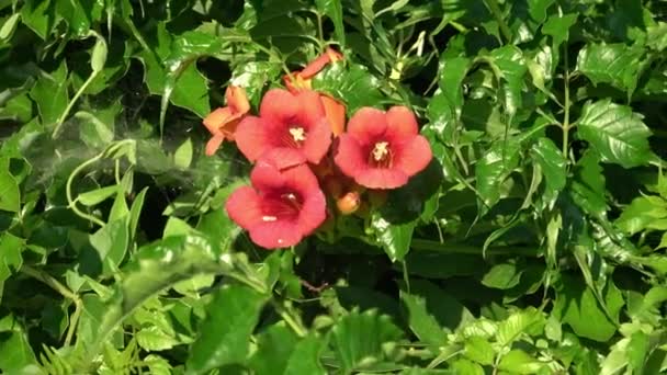 Uprawiane Kwiaty Campsis Radykałów Zbliżyć — Wideo stockowe