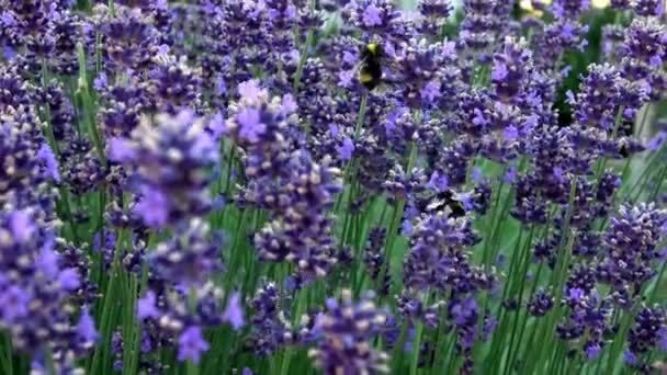 Bumble Μέλισσες Επικονίασης Λεβάντα Lavandula Angustifolia Λουλούδια Επικονίαση Εντόμων Καλοκαίρι — Αρχείο Βίντεο