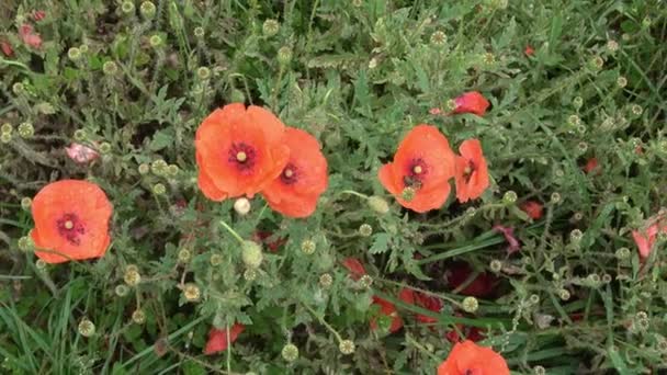 Nahaufnahme Von Schönen Roten Blühenden Mohnblumen Einem Natürlichen Feld — Stockvideo