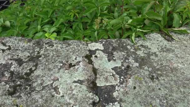 石の古いスラブ上に形成された地衣類やツタと自然の素朴な背景のテクスチャパターン — ストック動画