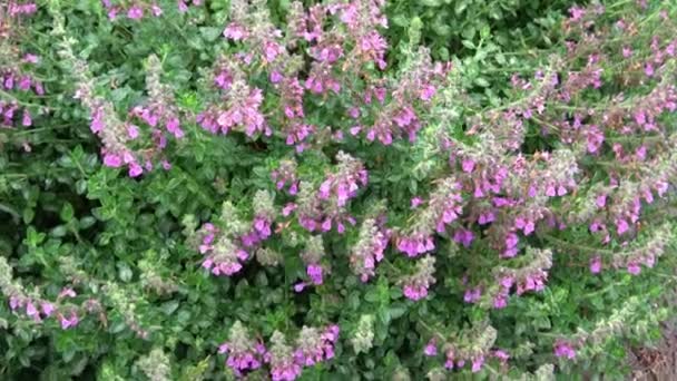 Teucrium Lucydris Bitkileri Pembe Infloresans Şifalı Bitki — Stok video