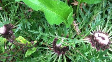 Carlina Acaulis, uzun ömürlü bir çiçek bitkisidir. Şifalı bitki..