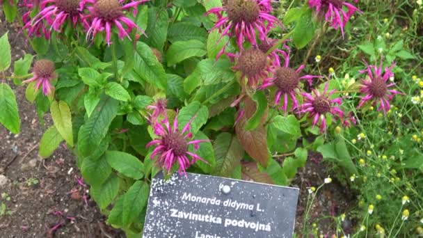 Léčivá Bylina Monarda Didyma Scarlet Beebalm Kvetoucí Zahradě — Stock video