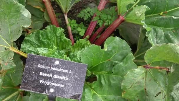 Heilkräuter Rhabarber Wächst Frühling Garten Rheum Palmatum — Stockvideo