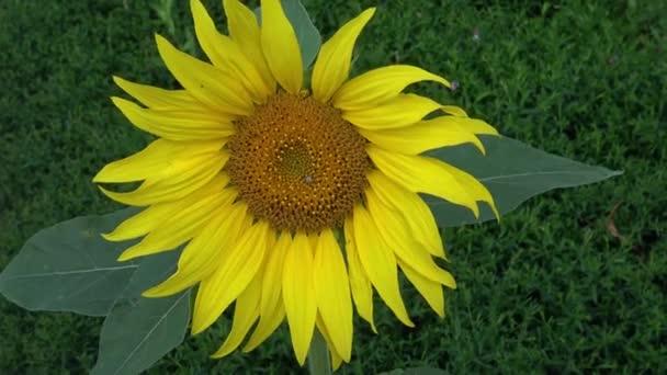 One Sunflower Stands Garden — Stock Video