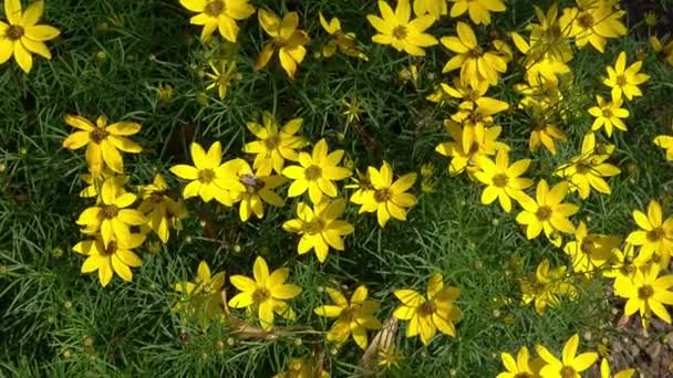 Koreopsis Verticillata Sarı Çiçekler Yapraklar — Stok video