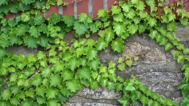 Vinhas Hera Verde Parede Pedra Hedera — Vídeo de Stock