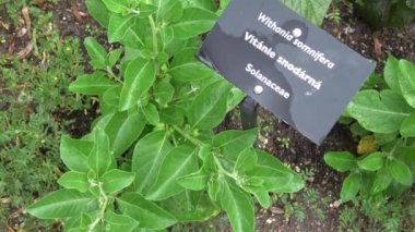 Withania somnifera (Ashwagandha) Batı dünyasının en popüler Ayurvedic bitkilerinden biri haline gelmiştir. Hint ginsengi, zehirli Bektaşi üzümü veya kış kirazı, Solanaceae familyasından bir bitki türü..
