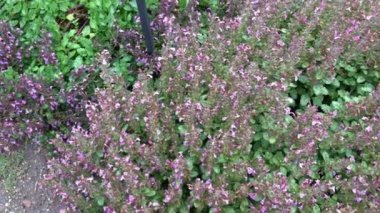 Teucrium chamaedry bitkileri, pembe infloresans. Şifalı bitki..