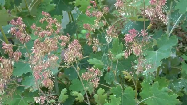 Flowerbuds Macleaya Cordata Été Une Plante Ornementale Médicinale Jardin — Video