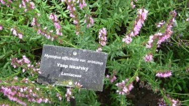 Hyssopus officinalis, geleneksel tıp ve yemek pişirmede ve zengin aromatik bal üretiminde kullanılan bitkisel bir bitkidir.