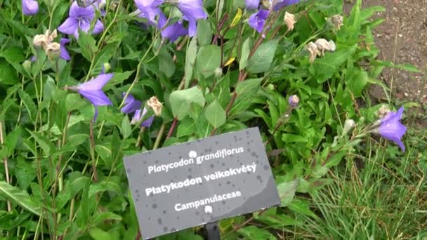 花はブルーベル ベルフラワー アンパンラ クローズアップ 庭にブループラチコドンの花を咲かせます — ストック動画