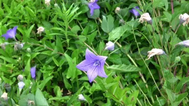 Flowers Blue Bell Bellflower Ampanula Close Flowering Blue Platycodon Grandiflorus — Stock Video