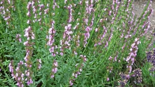 Hyssopus Officinalis Conocida Como Hisopo Una Planta Herbácea Con Flores — Vídeos de Stock