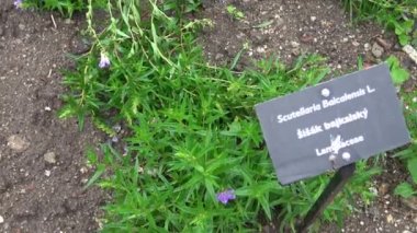 Baykal skullcap (Scutellaria baicalensis), bitkisel tıp
