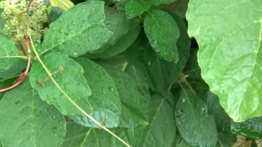 Sonbahar botanik bahçesinde phytolacca acinosa üzümünü kapatın. Pokeweeds veya pokebush, pokeberry, pokeroot veya pokerke sallet gibi benzer isimler