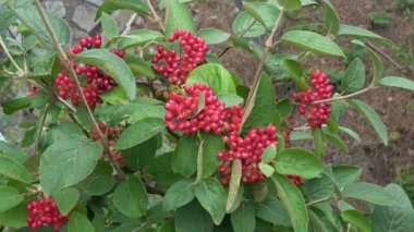 Tüylü kartopu olgunlaşmamış meyveleri, Viburnum lantana
