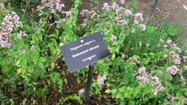 Tıbbi ve yenilebilir bitkilerin botanik koleksiyonu, aromatik kekik çiçeği ya da origanum vulgare mutfak bitkisi.