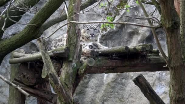 Erkek Bir Kar Leoparı Portresi Panthera Uncia Delici Gözleri — Stok video