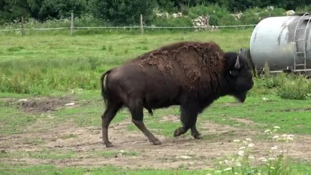 Jeden Americký Bizon Procházce — Stock video