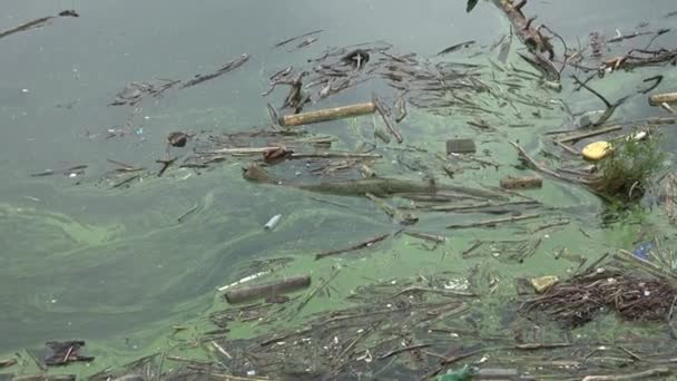 Vízforrás Amely Szennyezett Különböző Szemetet Környezetszennyezés — Stock videók