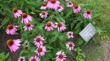 Echinacea purpurea çiçekli koni çiçekleri.