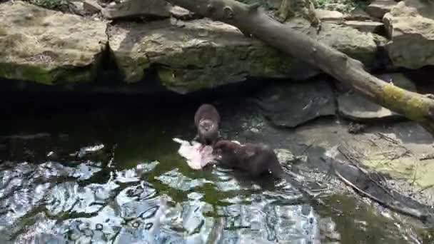 Deux Loutres Mangent Leur Proie Amblonyx Cinereus — Video