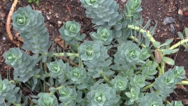 Închide Myrtle Spurge Myrsinites Euphorbia — Videoclip de stoc