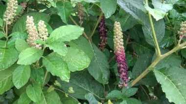 Sonbahar botanik bahçesinde phytolacca acinosa üzümünü kapatın. Pokeweeds veya pokebush, pokeberry, pokeroot veya pokerke sallet gibi benzer isimler