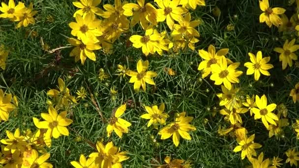 Coreopsis Verticillata Flores Folhas Amarelas — Vídeo de Stock