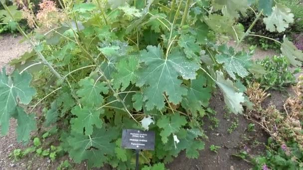 Άνθη Macleaya Cordata Καλοκαίρι Ένα Διακοσμητικό Και Φαρμακευτικό Φυτό Κήπου — Αρχείο Βίντεο