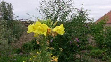 İyi akşamlar Primrose (Oenothera Biennis). Oenothera biennis 'in sarı çiçekleri bahçede