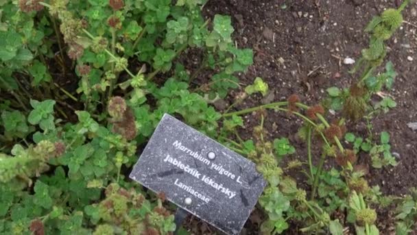 Blütenstand Von Weißem Andorn Marrubium Vulgare Heilkraut — Stockvideo