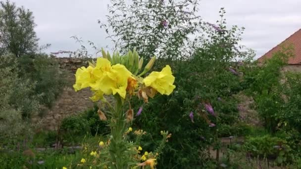 月桂花 Oenothera Biennis Oenothera Biennis的黄色花朵在花园里 — 图库视频影像