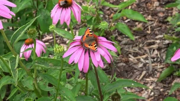 Echinacea Purpurea Bloeiende Coneflowers Vlinder Hommel Een Bloeiende Bloem — Stockvideo