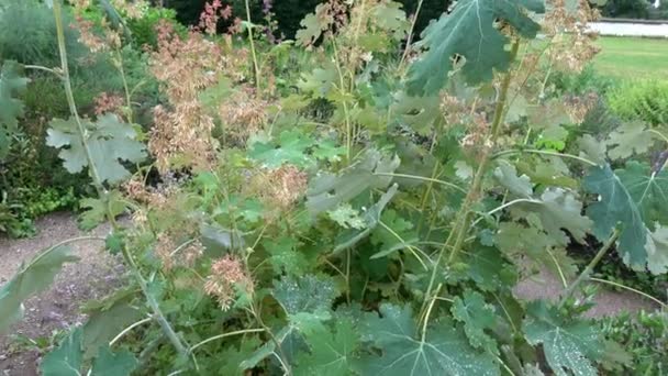 여름에는 꽃봉오리 클라야 코르데 Macleaya Cordata 장식용 의약용 식물이다 — 비디오