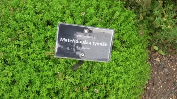 백리향의 꼬챙이 가리스 자연의 향기가 정원에서 다년간 향기가 이자라고 — 비디오