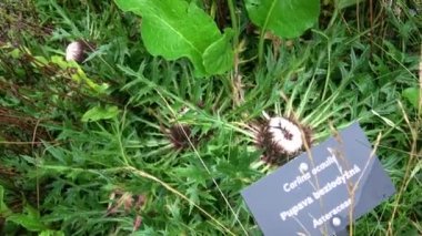 Carlina Acaulis, uzun ömürlü bir çiçek bitkisidir. Şifalı bitki..