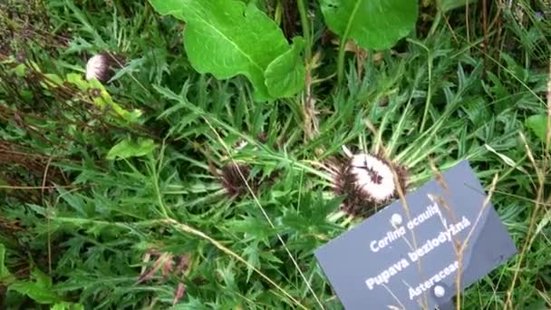 Carlina Acaulis Trvalá Dvouletá Kvetoucí Rostlina Léčivá Bylina — Stock video