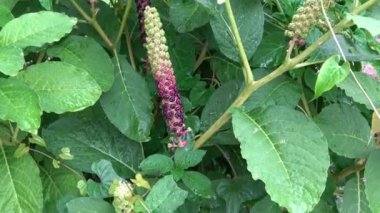 Sonbahar botanik bahçesinde phytolacca acinosa üzümünü kapatın. Pokeweeds veya pokebush, pokeberry, pokeroot veya pokerke sallet gibi benzer isimler