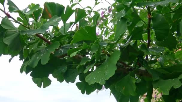 Ginkgo Biloba Foglie Albero Con Gocce Acqua — Video Stock