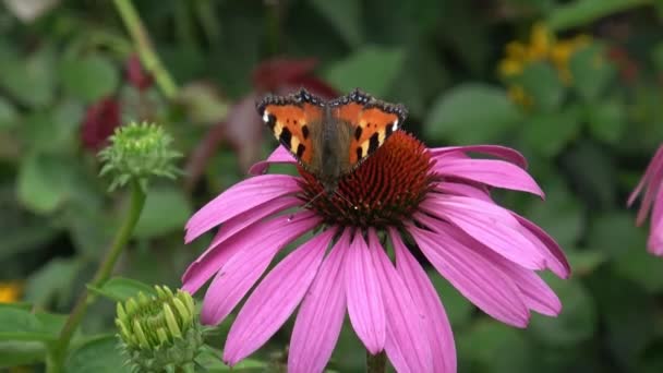 Echinacea Purpurea Blommande Koneflowers Fjäril Humla Blommande Blomma — Stockvideo