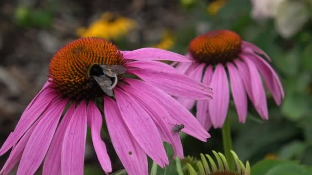 Echinacea Purpurea Bloeiende Coneflowers Bumble Beeon Een Bloeiende Bloem — Stockvideo