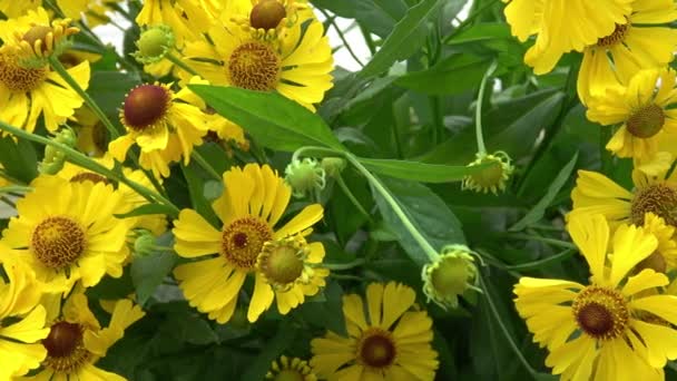 Helenium Autumnale Een Plant Uit Zonnebloemenfamilie Poaceae Gebruikelijke Naam Gewone — Stockvideo