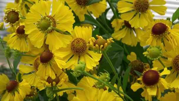 Helenium Autumnale Είναι Ένα Βορειοαμερικανικό Είδος Ανθοφόρων Φυτών Της Οικογένειας — Αρχείο Βίντεο