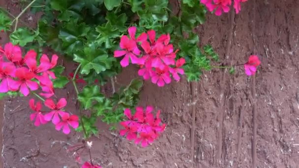 Прекрасний Квітковий Фон Червоними Кольорами Герана Пеларгоній — стокове відео