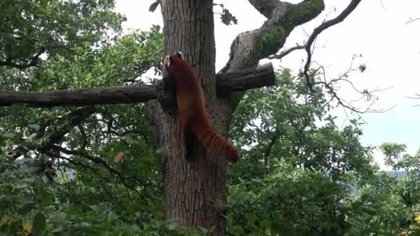 Červená Panda Ailurus Fulgens Stromě Roztomilý Panda Medvěd Lesním Prostředí — Stock video