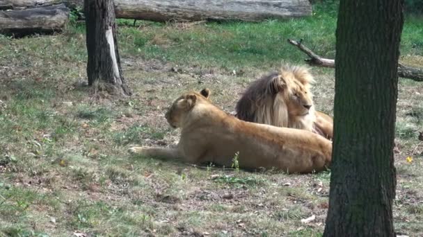 León Leona Descansando Panthera Leo Bleyenberghi — Vídeos de Stock