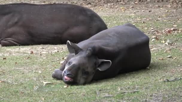 Tapir Auf Dem Boden Liegend Tapirus Terrestris — Stockvideo