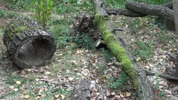 Skunks Prążkowany Mefitis Mephitis Przemieszczający Się Lesie — Wideo stockowe